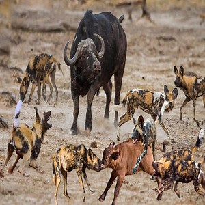 Wild Animals | Wild Africa