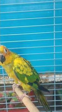 Naughty Sun Conure bird 🦜Subscribe 🙏