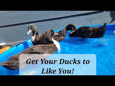 How to Train Pet Ducks