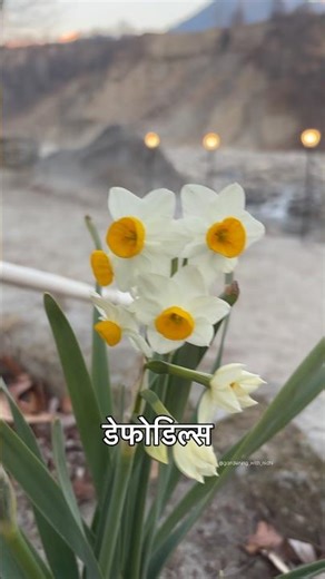 How to Grow daffodils from bulbs? Winter flowers, gardening #gardening