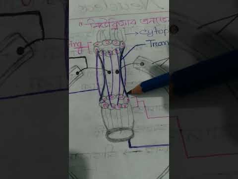 Nuclear Envelope structure