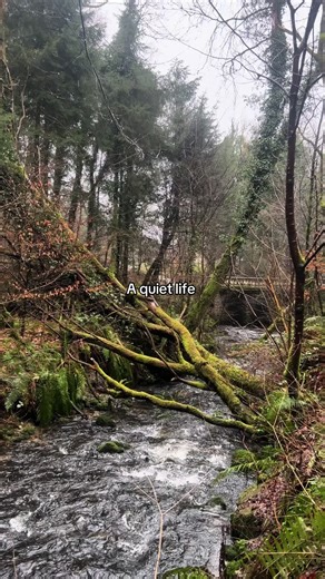 Wandering through a rainy Scottish forest that looks straight out of a storybook… moss-covered trees, mist in the air, and that quiet magic you only find in Scotland 🏴󠁧󠁢󠁳󠁣󠁴󠁿 #nature #scotland #exploring