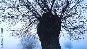 Dawn in the Ash pasture (Fraxinus excelsior) pollards among the fog. Forest of the Blacksmith of San Lorenzo de El Escorial. Sierra de Guadarrama. Madrid's community. Spain. Europe