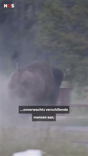 Bison attacks tourist in Yellowstone National Park