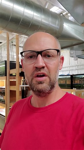 1.8K views · 38 reactions | Hobbyist bred RAINBOWFISH have arrived! This shipment of Chilatherina alleni "Wapoga" should be through quarantine and ready to go in about a week. Check them out here: https://dansfish.com/product.detail/2624/Rainbowfish-Rainbowfish-Chilatherina-alleni-%22Wapoga%22-(Chilatherina-alleni) | Dans Fish | Facebook