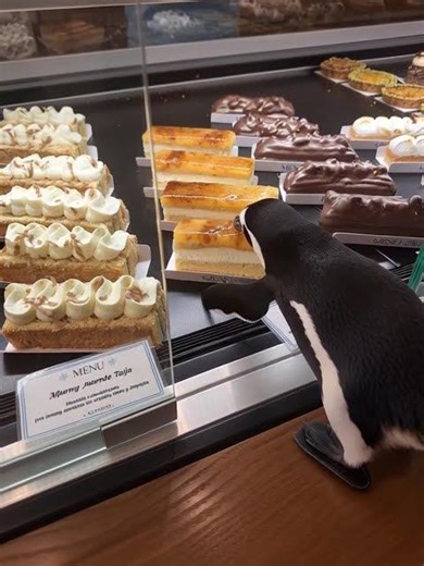 pingu roba un pastel #pingu #cake #pastel