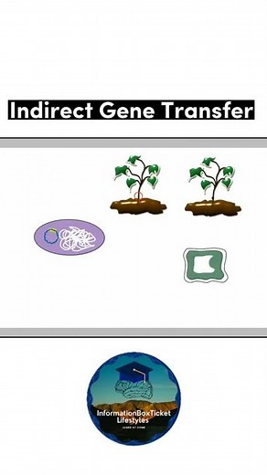 Indirect Gene Transfer - AgroBacterium tumefacien Infection (Crown Gall Disease)Plant Biotechnology
