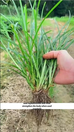 This Common Weed Goosegrass Is Actually a Powerful Herbal Remedy!#HerbalRemedy #Goosegrass