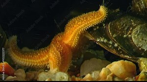 This closeup of starfish from Asteroidea class showcases its vibrant colors and unique texture, highlighting rich marine biodiversity and complex ecosystem connections in our oceans