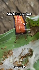 Stick bug 😱 #gagambaltv #highlight #follower #everyone #ccto #ANT | Gagambal TV