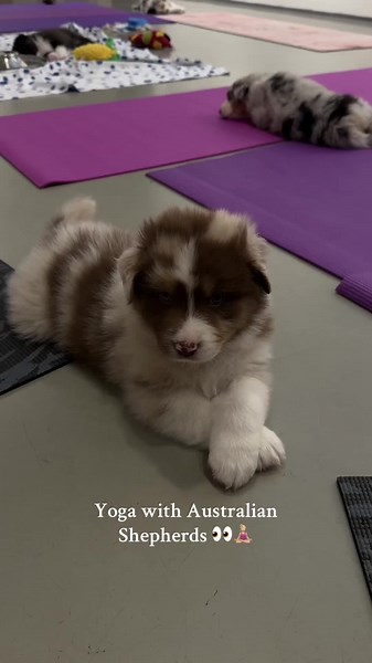 Instagram: animal_yoga ❤️ #animalyoga #opava #australiansheperd