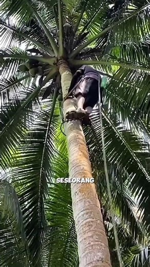 Here's an Easy Way to Climb a Coconut Tree #agriculture #gardeningtips #fyi #smarttricks