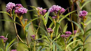 The Meadow Garden at Longwood