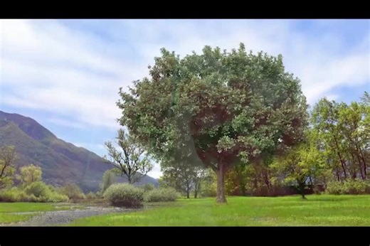 national PLANT NETWORK 4 in. Red Beauty Hydrangea Shrub with Red Flowers (4-Pack) HD4016