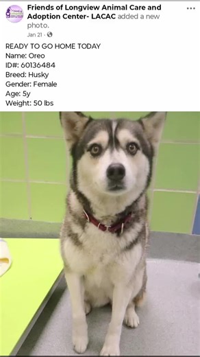 three beautiful huskies from different shelter needs a home please Foster are adopt if you need any information please private message me 🐾🐾 #fyp #postitaffirmations #husky #fypシ #huskysoftiktok