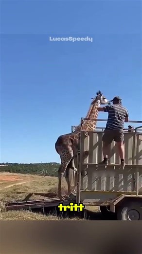 Warum man Giraffen nicht hinlegen darf 😳