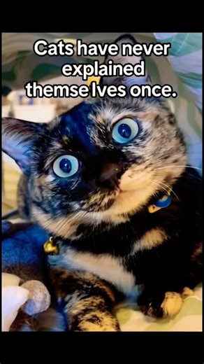 Cat 101: Cats Have Never Explained Themselves Once!🐱✨#shortvideo #cuteanimal #kitten #animals #cat