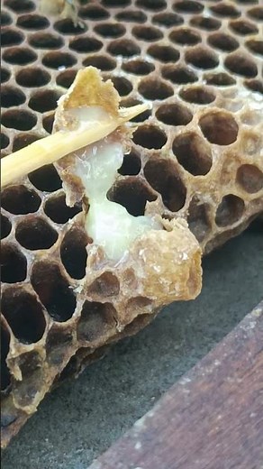 Removing Extra Queen Cells 🐝👑 Hive Management in Action #shorts