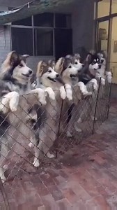 Awww | Animal Magazine