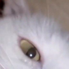 Smoll Cuties on Instagram: "I love cats! 🐱🤗❤️ Follow👉 @smoll_cuties for more ❤️ .⠀⠀⠀⠀⠀⠀⠀. * 🥀 *⠀⠀⠀✦ ⠀ ⠀ ⠀✦⠀ 💜 ⠀ ⠀ 💜 * . . ⠀💖 * ✦⠀ 💖 🥀 @smoll_cuties ❤️ THANKS FOR WATCHING ❤️ welcome to my channel. Are you looking for some cute little fluffballs to brighten your day ? then you have come to the right place! here you will find daily compilations of cats, doggos, pandas, racoons, well basically anything thats cute (except me to shy for this $%&) . I WILL TRY TO MAKE YOU SMILE EVERYDAY! 😁 .