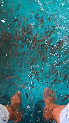 Still can't believe how ticklish this was! FISH SPA #shorts