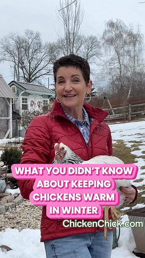 Do LESS. Chickens are well equipped to regulate their own body temperatures in cold weather. Chickens are tiny furnaces wrapped in insulating down jackets! Their NORMAL core body temp is 107℉! Provide them with a DRY, DRAFT-FREE living space and they will be FINE! Visit my website to understand chickens’ needs & ensure you’ve done your job to support them in the cold. —> http://bit.ly/2MzTelL 🐥 🐥 🐥 #backyardchickens #petchickens #chickens #chickenkeeping #chickenyard #chickens #backyardchicke