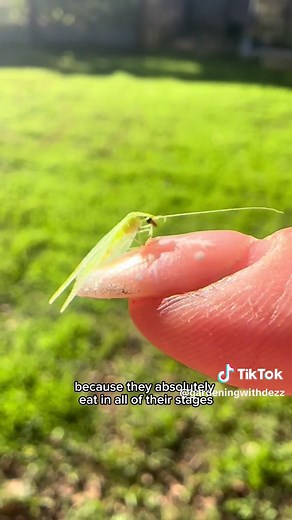 ✨Green Lacewing✨ are incredibly beneficial insects in the garden! Knowing what they, their offspring and their eggs look like is important garden knowledge. These little flying insects can eat upwards of 100 aphids in a week! Ladybugs get all the press but these amazingly tiny but mighty insects deserve attention too. The last two years I have been battling a terrible mealybug infestation made worse by drought. This past year and especially this fall and winter I am seeing more green lacewings t