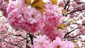 Throwback Thursday: Spring Inspires Great Music