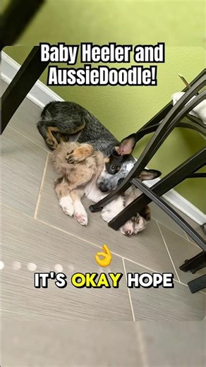 Blue heeler and Aussiedoodle. Ash and Skylar were so cute. Happy Friday!!