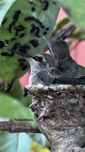 Hummingbird pair sharing a beautiful moment.#hummingbirds #birds #nature #wildlife #birdwatching