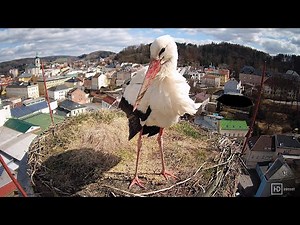 Čapí návštěva na komíně Trutnovského pivovaru | hnízdo Trutnov