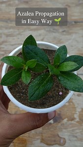 32K views · 189 reactions | Azalea Propagation from Cuttings  . . #azalea ##gardening #garden #plants #flowers #trendingreelsvideo #reels #trendingreel #viralvideo | Gardening Ideas | Facebook