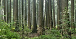 pewag - Wallingfords