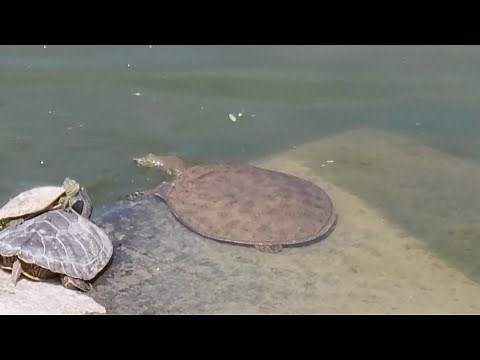 Eastern Spiny Softshell Turtle: Pancake Turtle