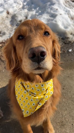 Spring Pest Control Tips for Homeowners