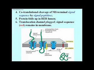 306 Details of the Signal Hypothesis