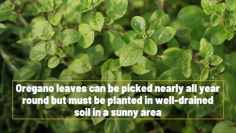 4 perennial herbs you should plant in your garden