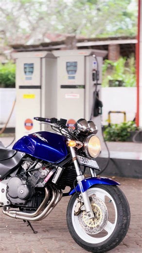 Discover the Unique Hornet Species