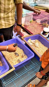 16K views · 216 reactions | “Hidden Pet Market in Chennai! | Birds,...