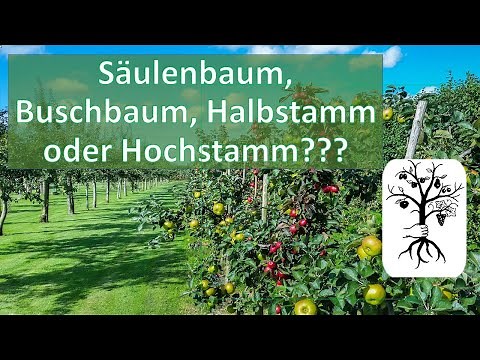 The 4 tree forms - columnar tree, bush tree, half-standard and standard tree