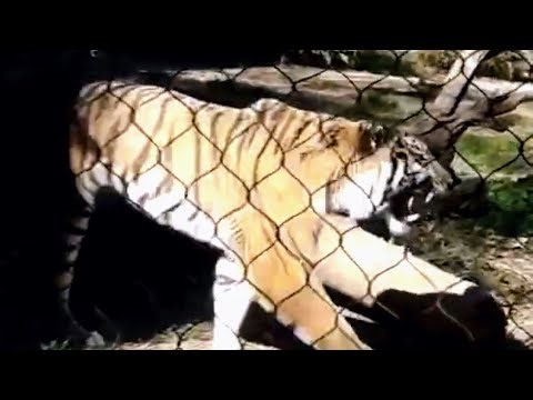 Tiger roaring at Philadelphia Zoo