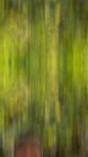 Can’t find all Adenium varieties in one place? Say no more! 🌸 Plant Orbit brings you 300 stunning Adenium varieties delivered straight to your home—anywhere in India! 🚚 Starting at just ₹100 with FREE delivery above ₹249. Your dream Adenium is just one click away—order now at www.plantOrbit.com! 🌱 #PlantOrbit #AdeniumLove #AdeniumAddict AdeniumFlowers DesertRose PlantLoversIndia IndoorPlantsIndia GardenGoals PlantShoppingIndia FlowerPower | Plant orbit