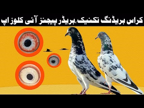 CROSS BREEDING TECHNIQUE PIGEONS EYE CLOSE UP