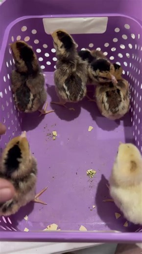 JORGE VELAZQUEZ (@elitegamefowl0)’s videos with original sound - JORGE VELAZQUEZ