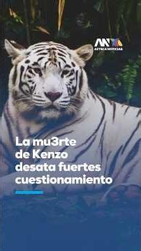 Kenzo the Bengal tiger dies following capture operation in the State of Mexico