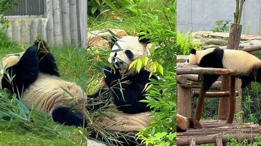 Pandas in Chengdu: A must-see attraction