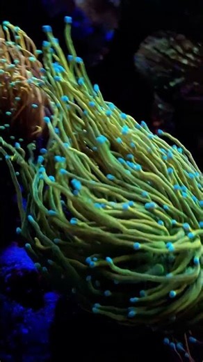 Gorgeous Torch Corals in full flow. ✨ | #poweredbyaquaforest