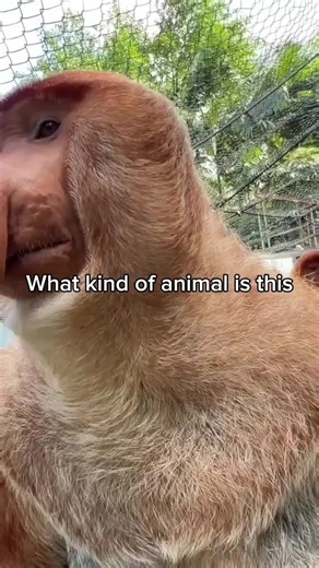 Identifying Unique Animal Species