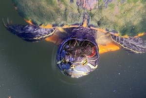 My Turtle’s Eyes Won’t Open: What To Do?