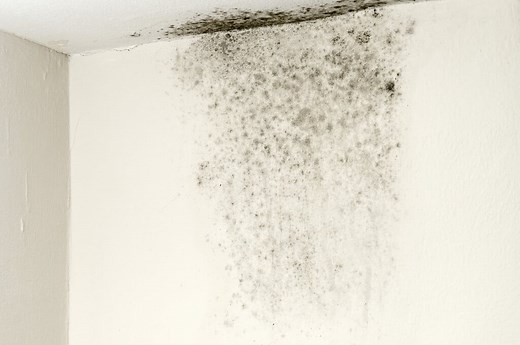Comment se débarrasser des moisissures sur mon plafond ? Toutes les techniques qui marchent